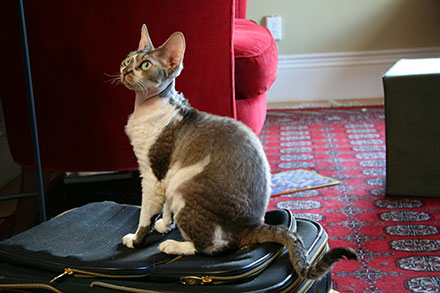 Brown and white Devon Rex sitting down on a suitcase